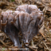Thelephora-palmata_Stinkende-franjezwam_MH20100903_026215-6Ap