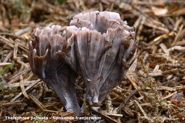 Thelephora-palmata_Stinkende-franjezwam_MH20100903_026215-6Ap
