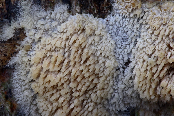Hyphodontia barba-jovis-Franjetandjeszwam_20100108_8455-02