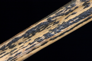 Rhopographus filicinus-Adelaarsvarenstreepzwam_20100108_8515-02