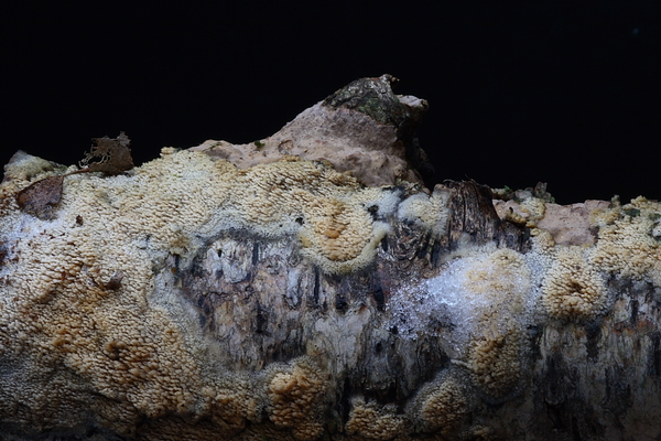 Hyphodontia barba-jovis-Franjetandjeszwam_20100108_8534