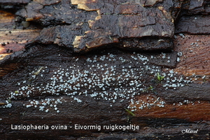 Lasiosphaeria ovina-Eivormig ruigkogeltje_20100103_8210-04