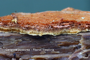 Ceriporia purpurea_20100103_8235-04 Ceriporia