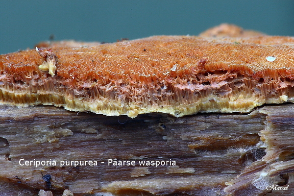 Ceriporia purpurea_20100103_8235-04 Ceriporia