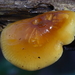 Flammulina velutipes-Gewoon fluweelpootje_20100103_8207-02