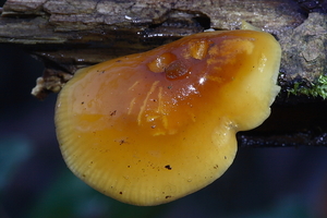 Flammulina velutipes-Gewoon fluweelpootje_20100103_8207-02