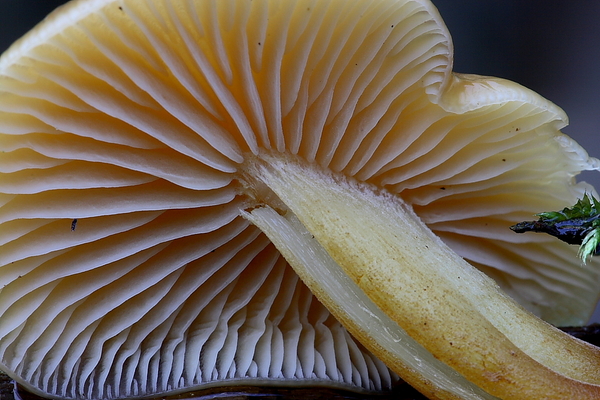 Flammulina velutipes-Gewoon fluweelpootje_20100103_8204-02