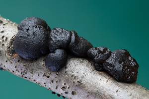 Exidia truncata-Eikentrilzwam_20100101_8154-02