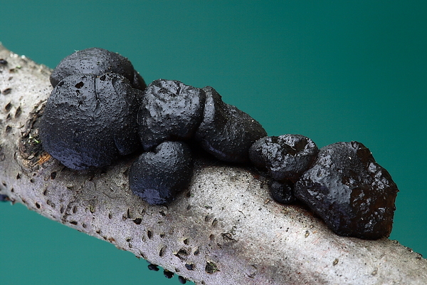 Exidia truncata-Eikentrilzwam_20100101_8154-02