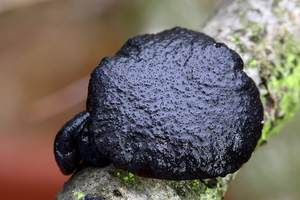 Exidia truncata-Eikentrilzwam_20100101_8124-02