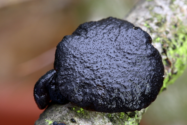 Exidia truncata-Eikentrilzwam_20100101_8124-02