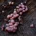 Ascocoryne sarcoides-Paarse knoopzwam_20100101_8172-02