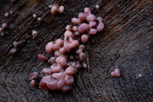 Ascocoryne sarcoides-Paarse knoopzwam_20100101_8172-02