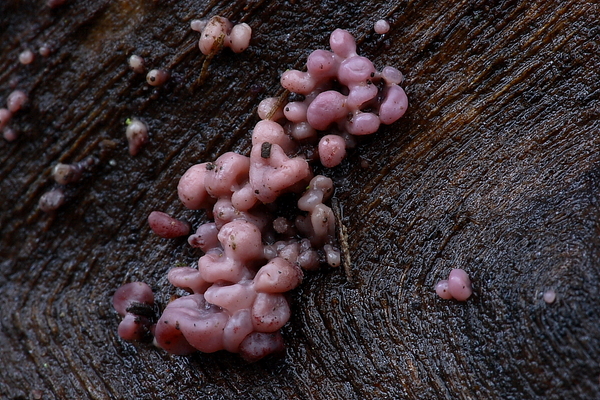 Ascocoryne sarcoides-Paarse knoopzwam_20100101_8172-02