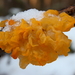 Tremella mesenterica-Gele trilzwam20100114_8537-01