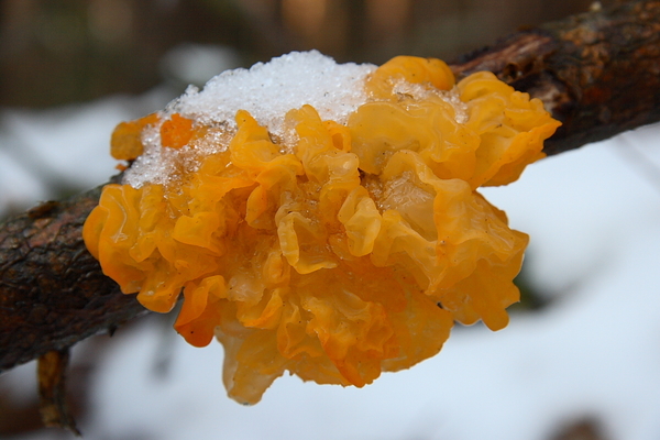 Tremella mesenterica-Gele trilzwam20100114_8537-01