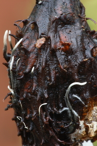 Xylaria carpophila-Beukendopgeweizwam_20100115_8615-02