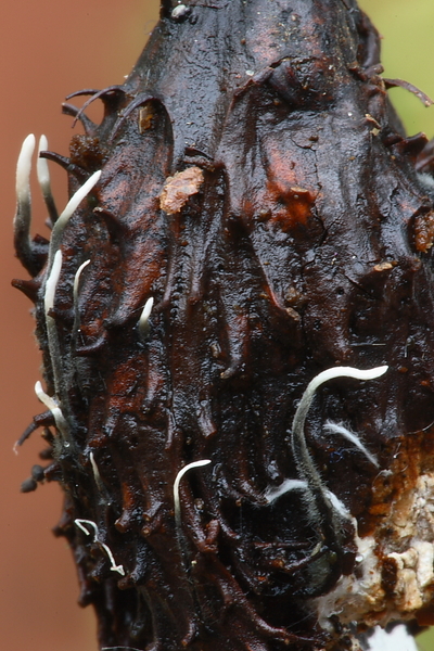 Xylaria carpophila-Beukendopgeweizwam_20100115_8615-02