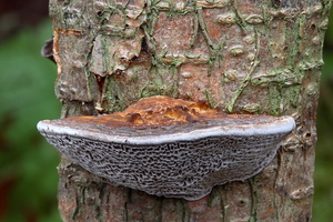 Deadaleopsis confragosa-Roodporiehoutzwam_20100115_8680-02