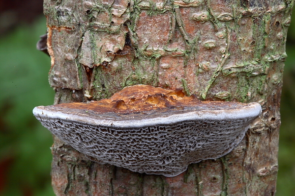 Deadaleopsis confragosa-Roodporiehoutzwam_20100115_8680-02