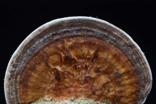 Deadaleopsis confragosa-Roodporiehoutzwam_20100115_8684-01