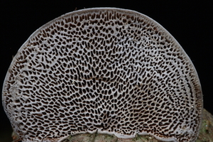 Deadaleopsis confragosa-Roodporiehoutzwam_20100115_8685-01