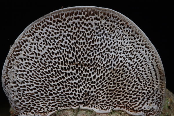 Deadaleopsis confragosa-Roodporiehoutzwam_20100115_8685-01