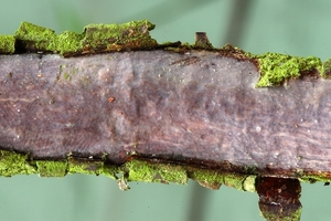 Vuilleminia comedens-Gewone schorsbreker_20100115_8653-01