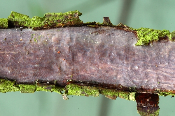 Vuilleminia comedens-Gewone schorsbreker_20100115_8653-01