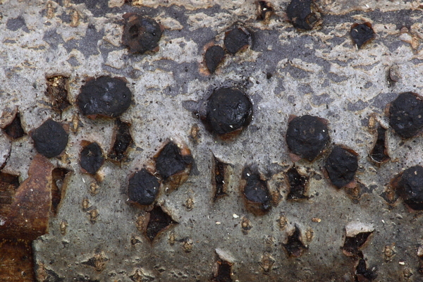 Diatrype disciformis-Hoekig schorsschijfje_20100115_8668-01