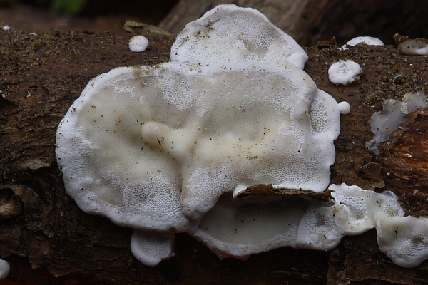 Skeletocutis nivea-Kleine kaaszwam_20100115_8630-02