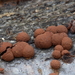 Hypoxylon fragiforme-Roestbruine kogelzwam_20100115_8666-01