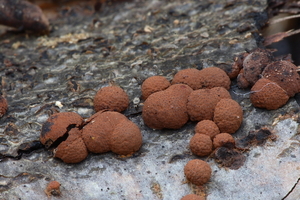 Hypoxylon fragiforme-Roestbruine kogelzwam_20100115_8666-01