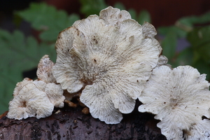 Plicatura crispa-Plooivlieswaaiertje_20100115_8634-01