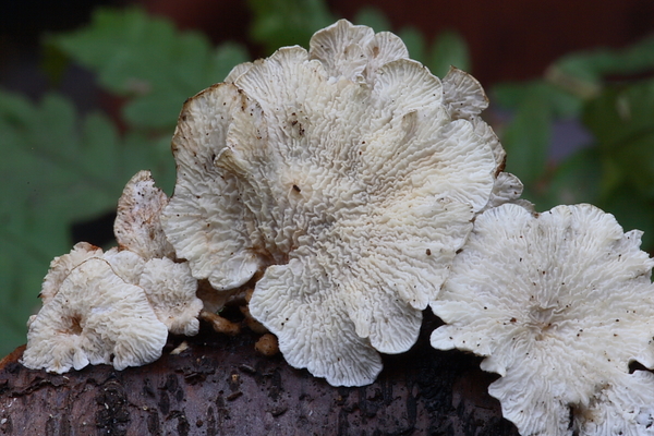 Plicatura crispa-Plooivlieswaaiertje_20100115_8634-01