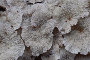 Plicatura crispa-Plooivlieswaaiertje_20100115_8632-01