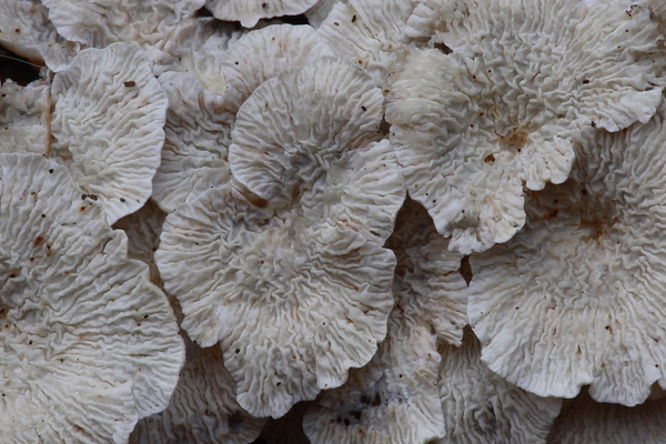 Plicatura crispa-Plooivlieswaaiertje_20100115_8632-01