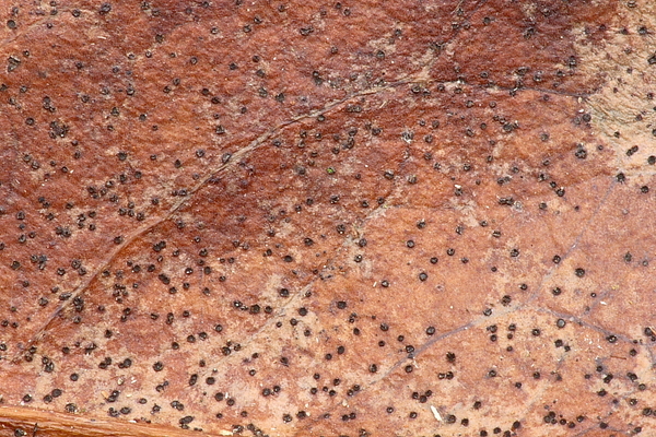 Trochila laurocerasi-Laurierkersdekselbekertje_20100115_8659-02