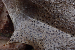 Trochila ilicina-Hulstdekselbekertje_20100115_8662-01