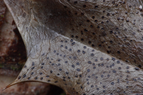 Trochila ilicina-Hulstdekselbekertje_20100115_8662-01