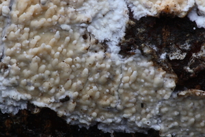 Basidioradulum radula-Foptandzwam_20100115_8643-01