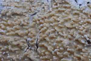 Basidioradulum radula-Foptandzwam_20100115_8645-01