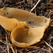 Sowerbyella-radiculata-Gele-wortelbekerzwam_20131121MH7061-5AS.
