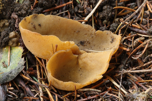 Sowerbyella-radiculata-Gele-wortelbekerzwam_20131121MH7061-5AS.