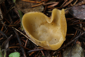 Sowerbyella-radiculata-Gele-wortelbekerzwam_20131121MH7064-5AS