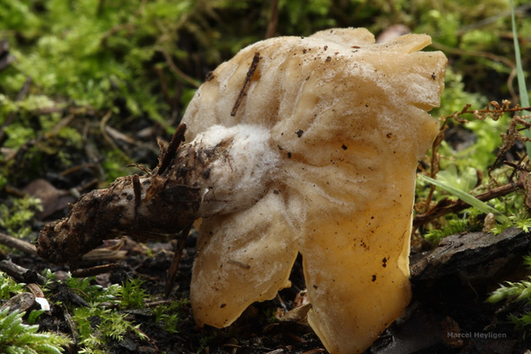 Sowerbyella-radiculata-Gele-wortelbekerzwam_20131121MH7118-5AS.