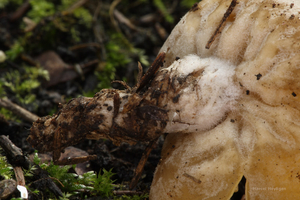 Sowerbyella-radiculata-Gele-wortelbekerzwam_20131121MH7120-5AS.