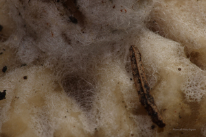 Sowerbyella-radiculata-Gele-wortelbekerzwam_20131121MH7133-5AS.