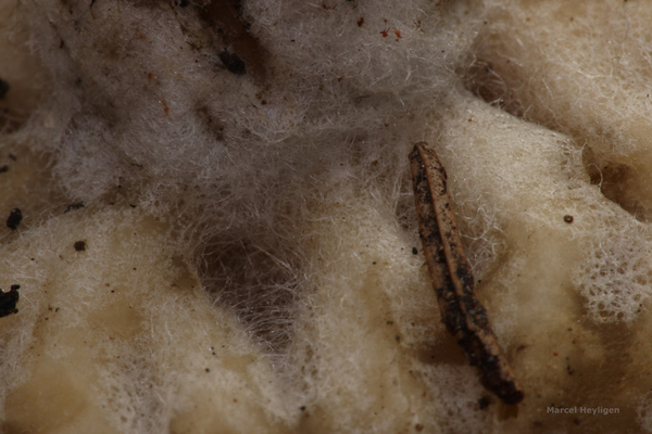 Sowerbyella-radiculata-Gele-wortelbekerzwam_20131121MH7133-5AS.