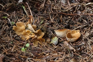 Sowerbyella-radiculata-Gele-wortelbekerzwam_20131121MH7155-5AS